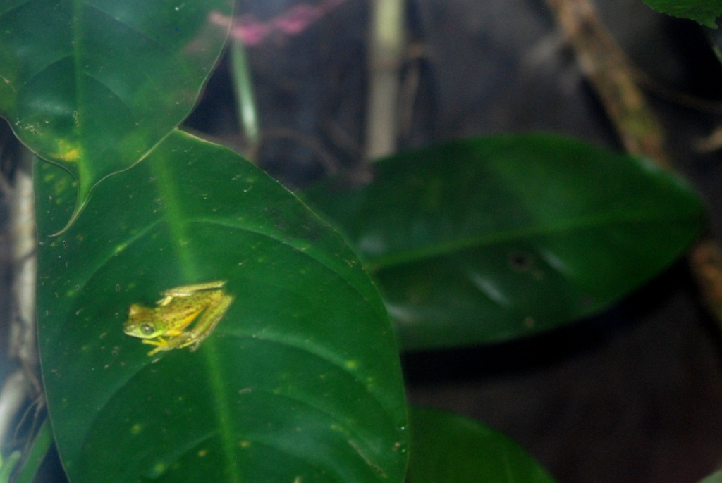 Lemur Leaf Frog at Arenal Natura, 18/04/14