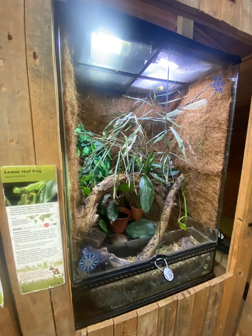 Lemur leaf frog exhibit 111222