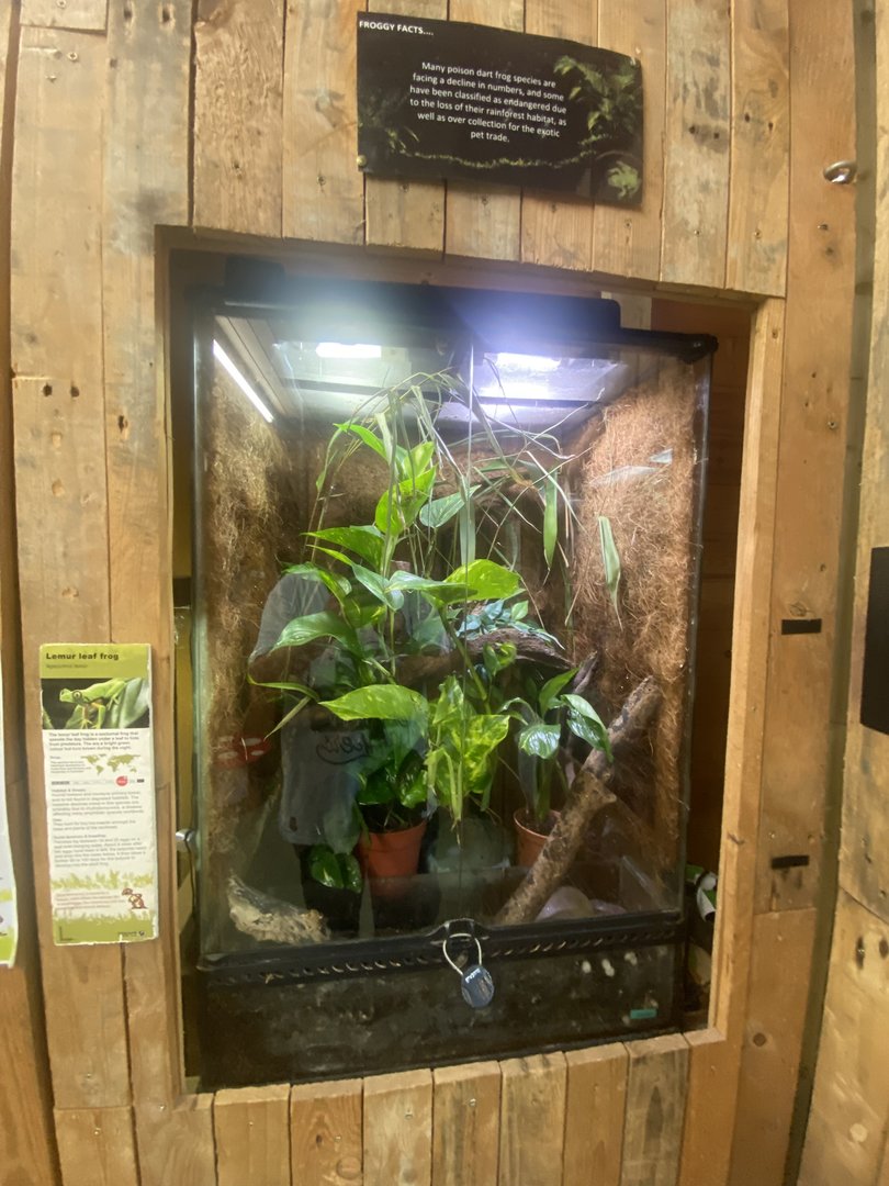 Lemur leaf frog exhibit 250623