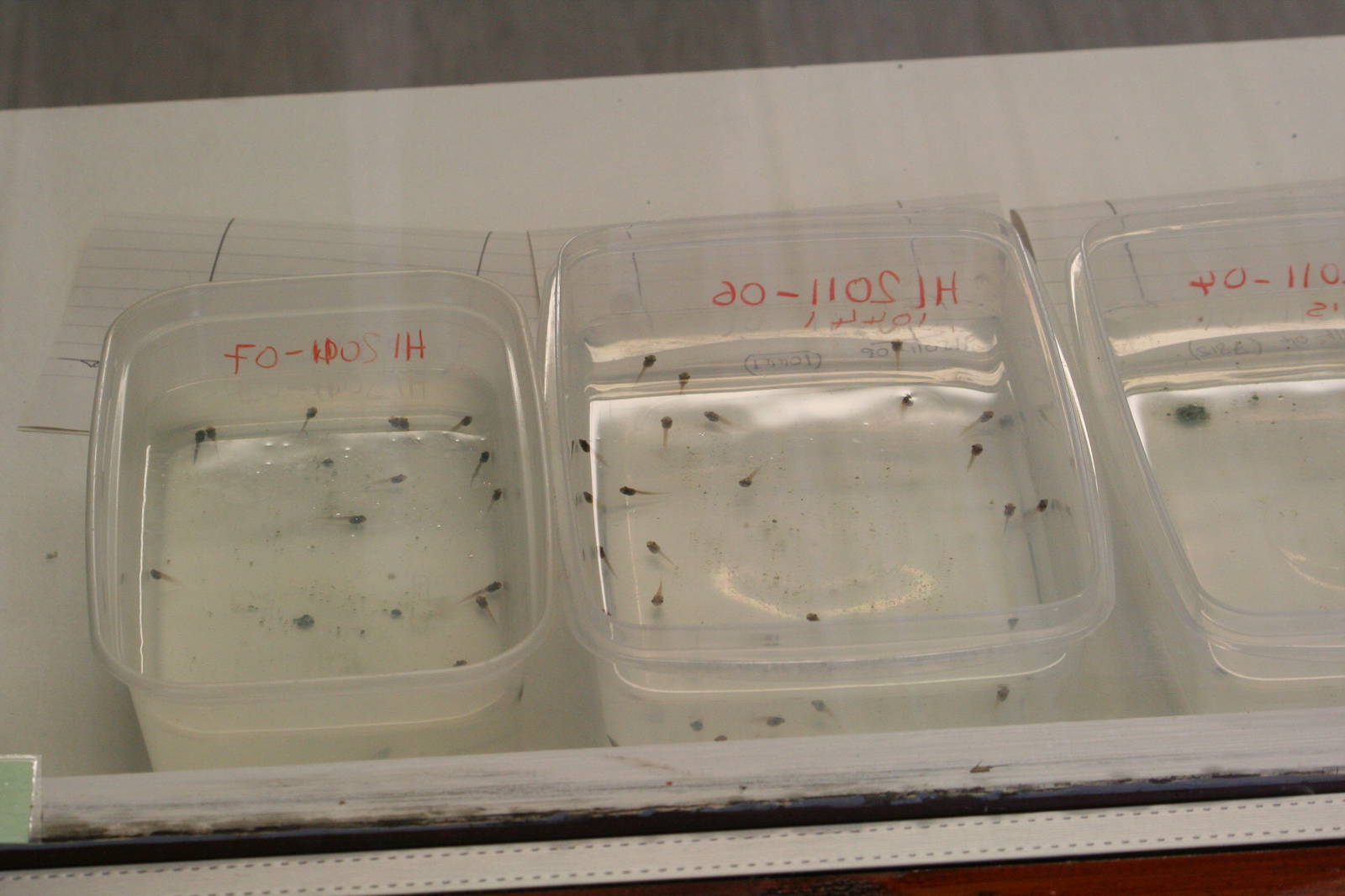 Lemur leaf frog tadpoles