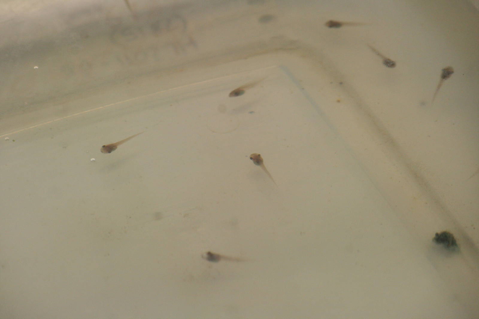 Lemur leaf frog tadpoles