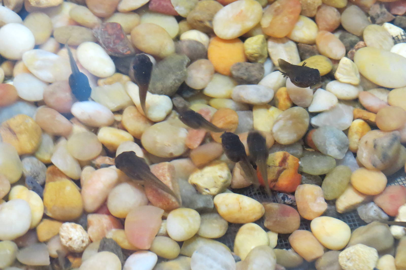 Lemur Leaf Frog tadpoles