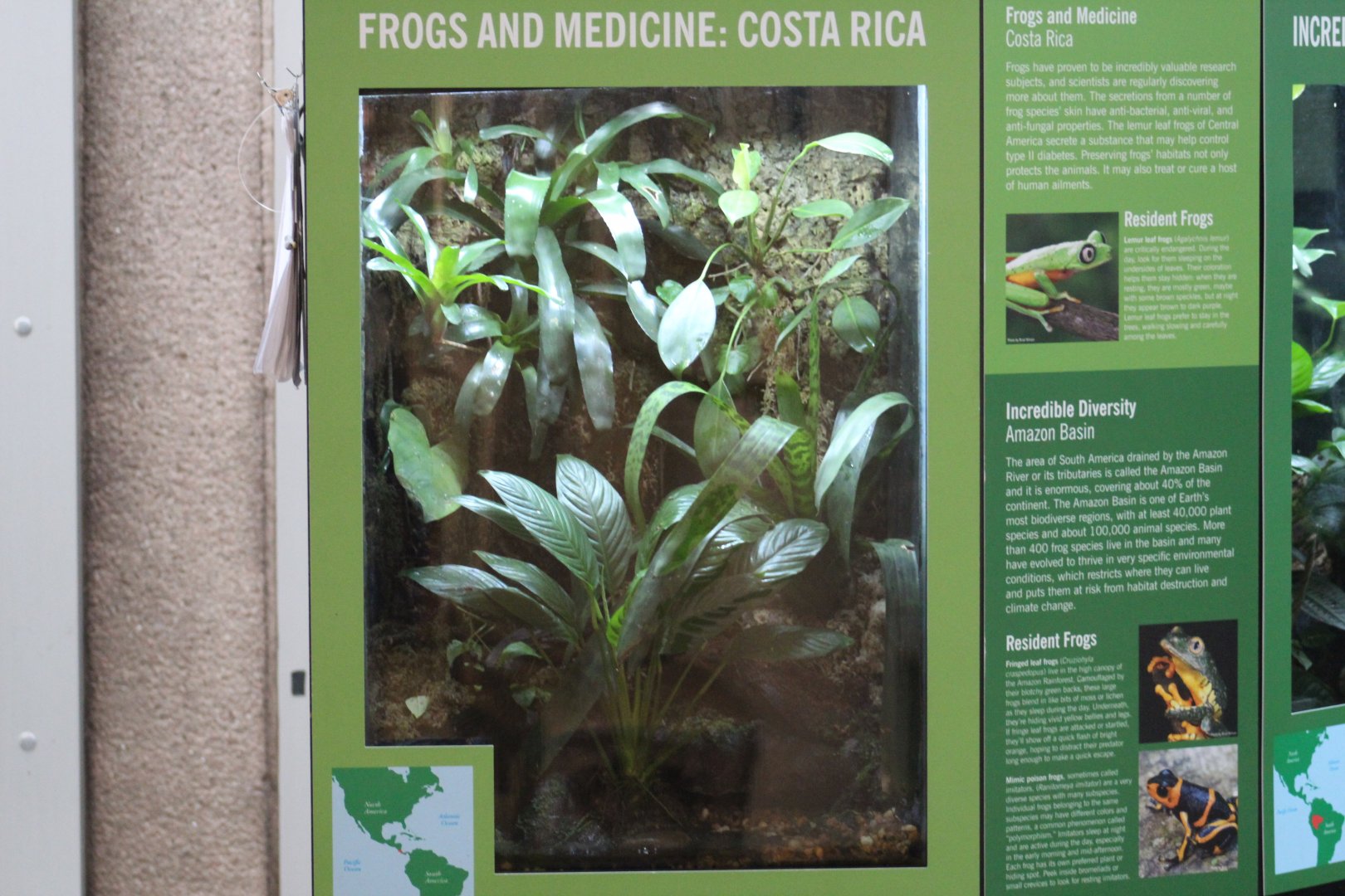 Lemur Leaf Frog Terrarium