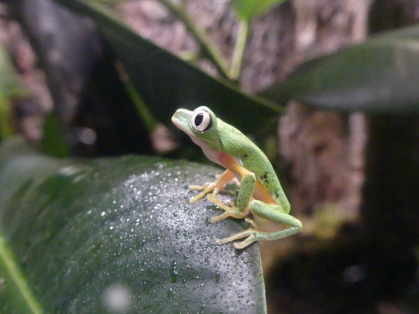 Lemur Leaf Frog - Zoo København - 26.05.25