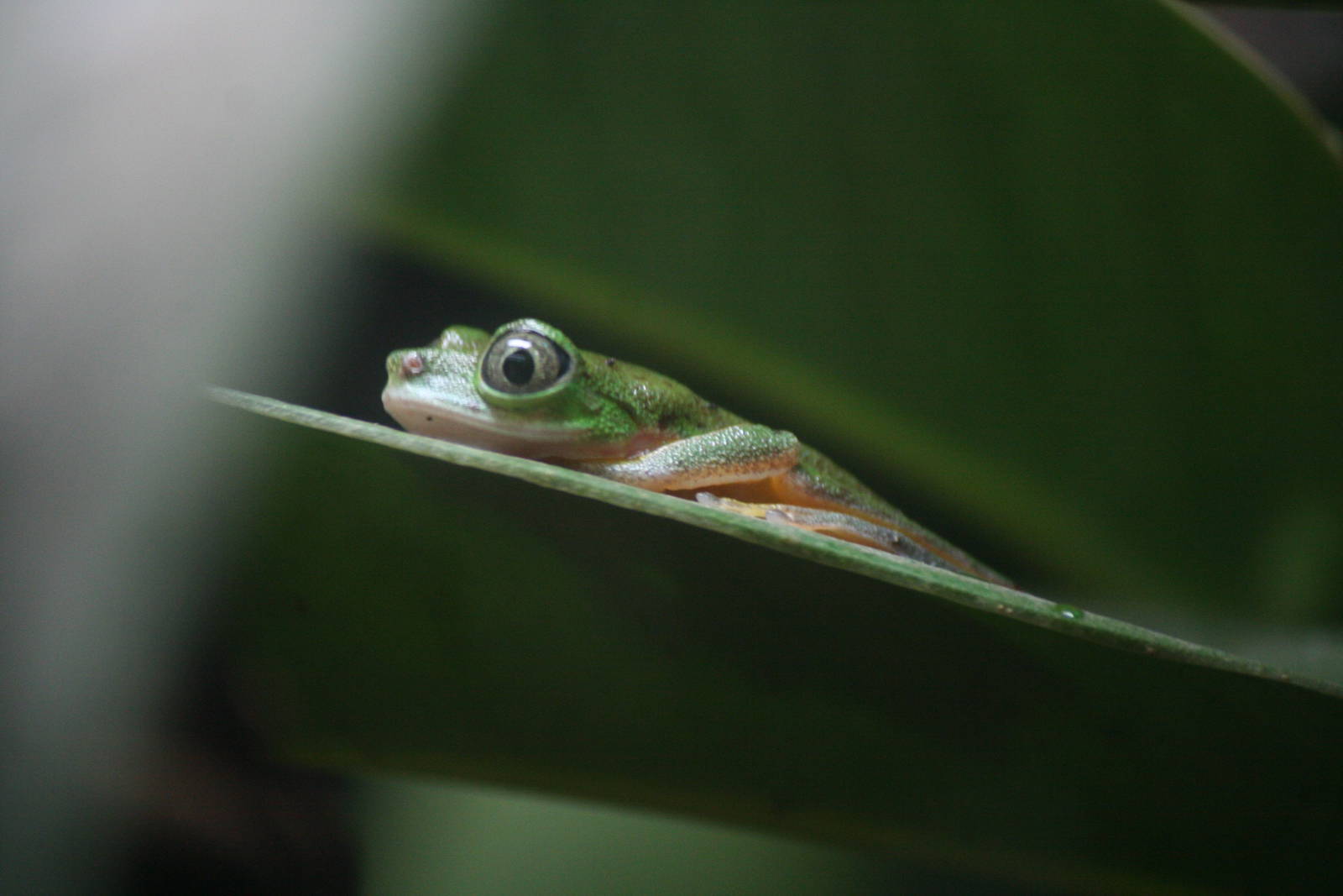 Lemur leaf frog