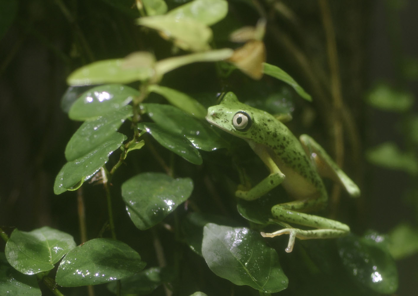 Lemur leaf frog