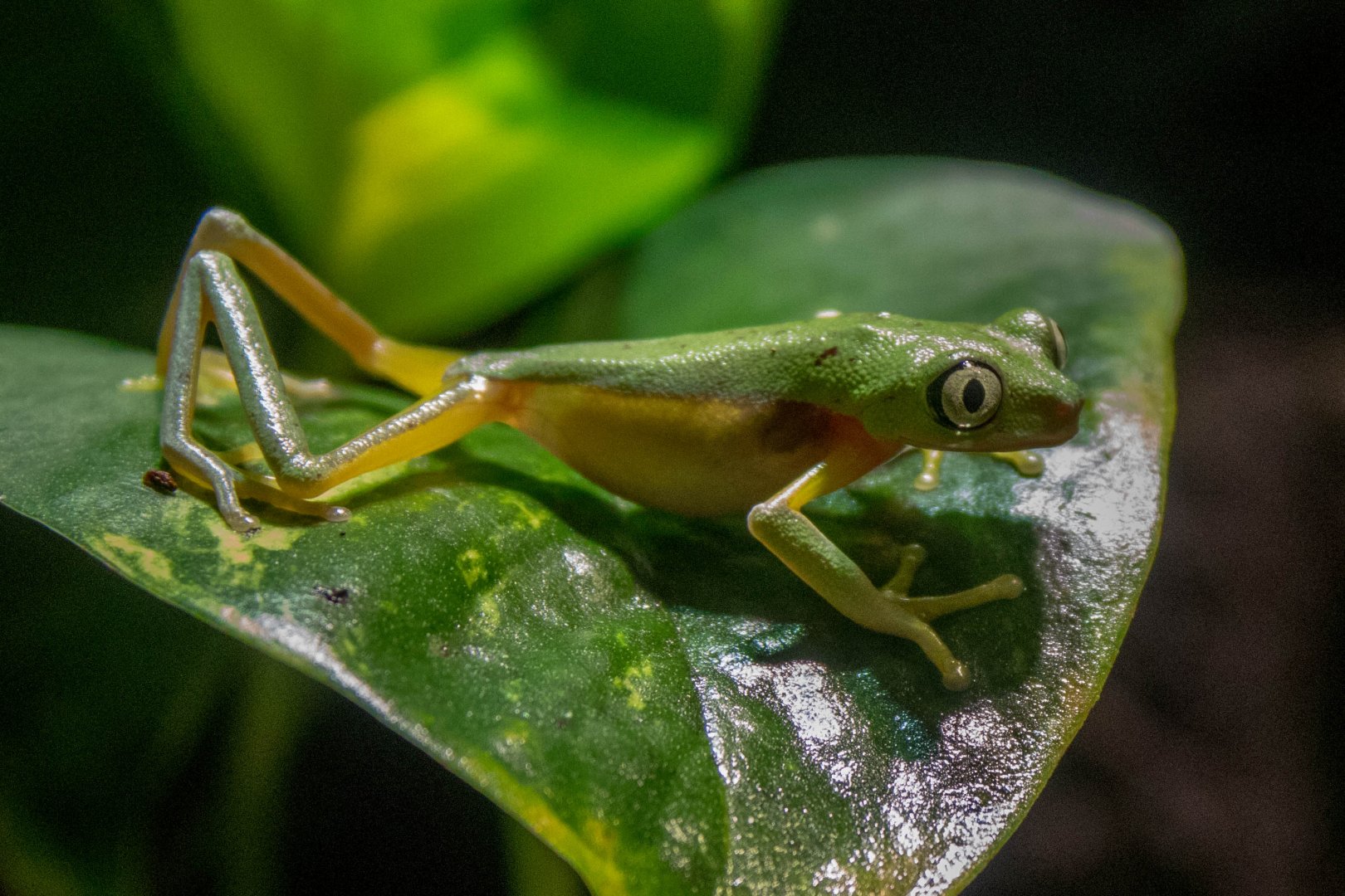 Lemur leaf frog