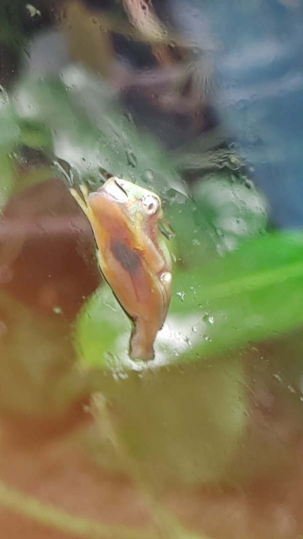 Lemur Leaf Froglet