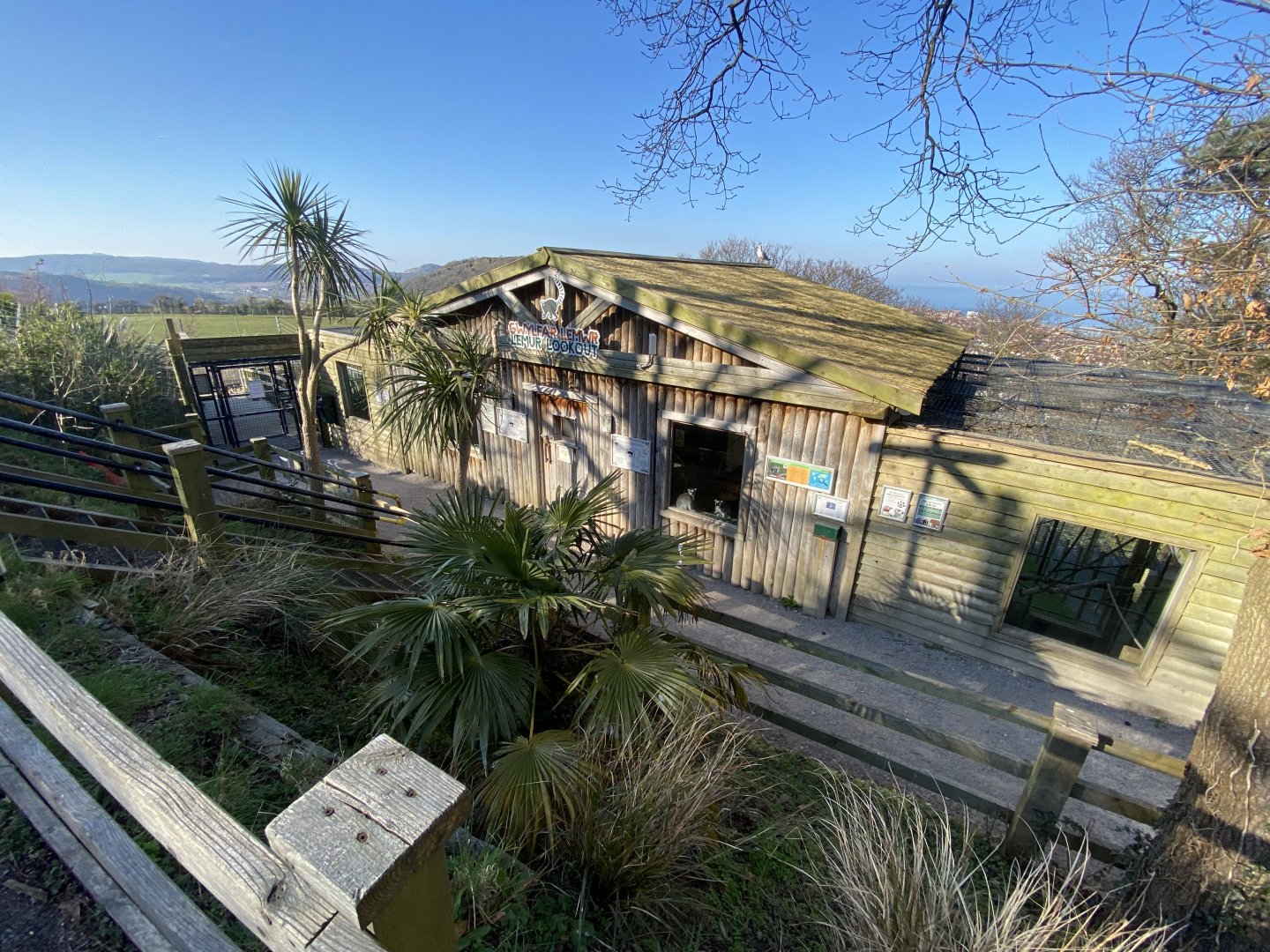 Lemur Lookout 190325