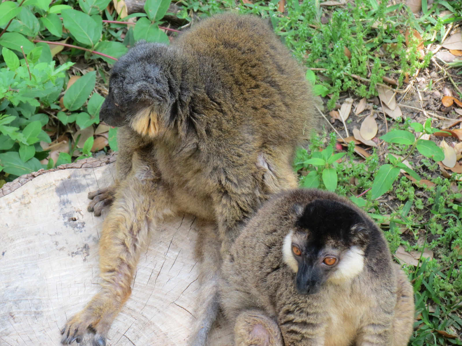 Lemur Lookout - Collared Lemur