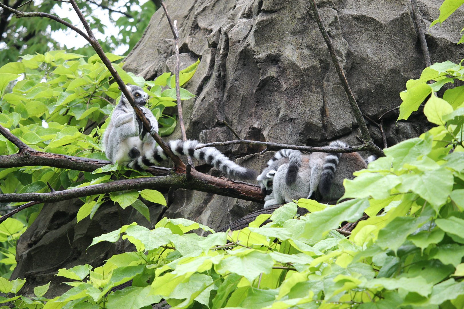 Lemur Lookout