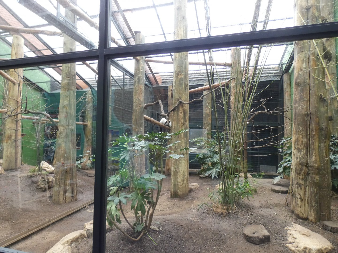 'Lemur Loop' indoor exhibit