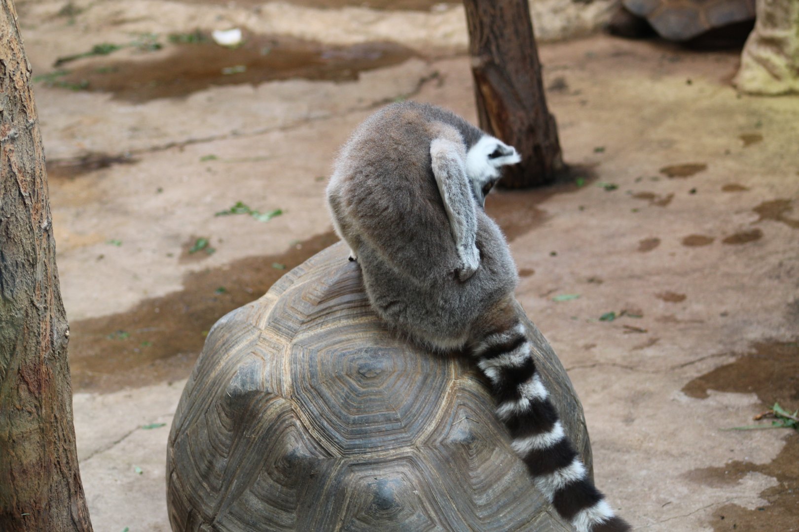 Lemur on a Tortoise