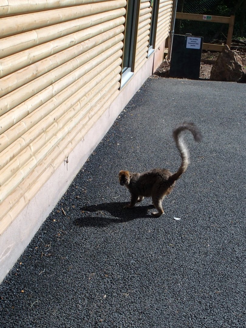 Lemur on a Walk - 2017