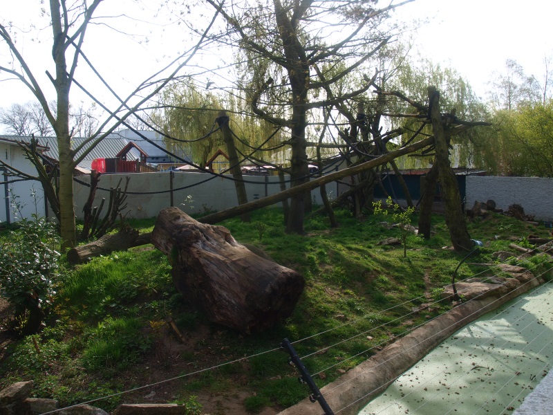 Lemur/Otter exhibit (April 19th, 2015)