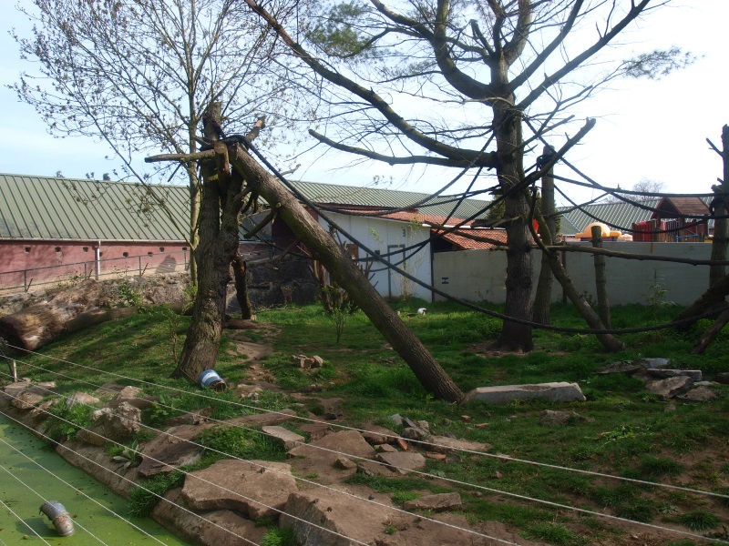 Lemur/Otter exhibit (April 19th, 2015)