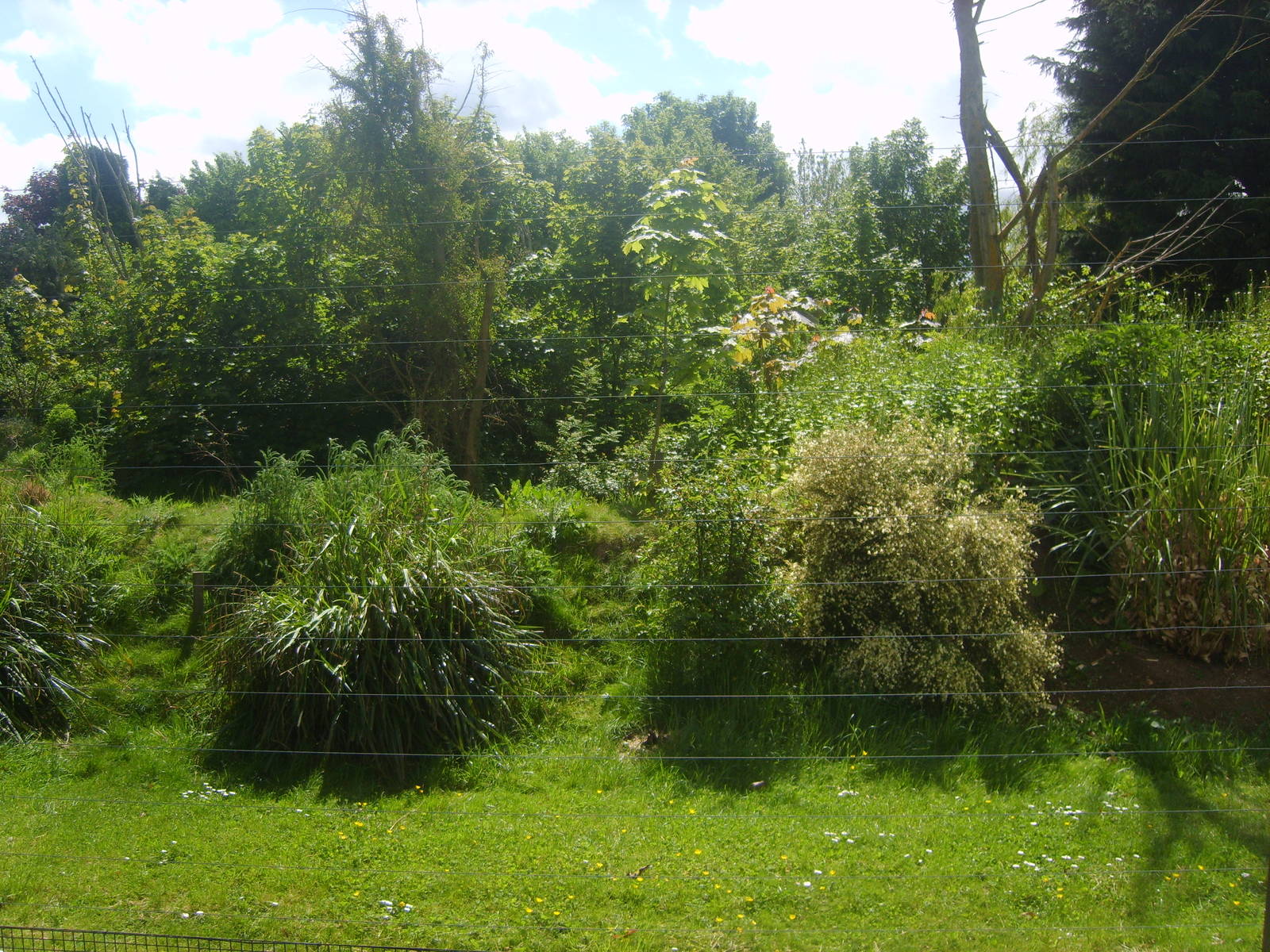 Lemur Outdoor Enclosure