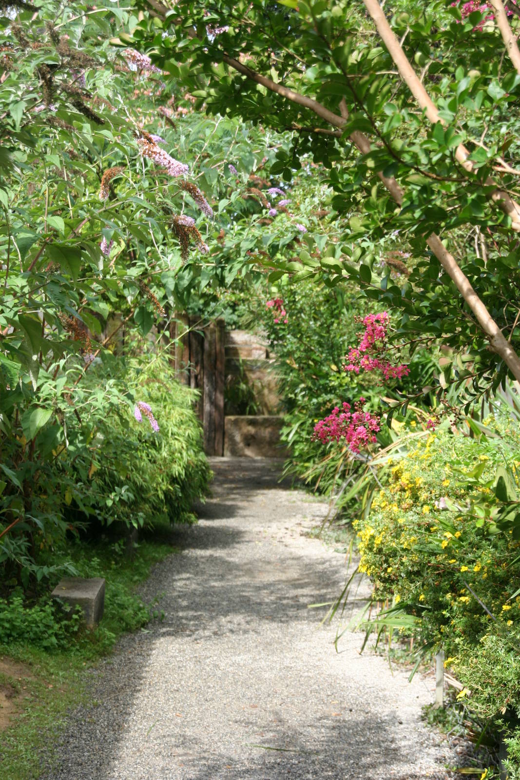lemur pathway