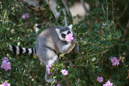 lemur plucking flower