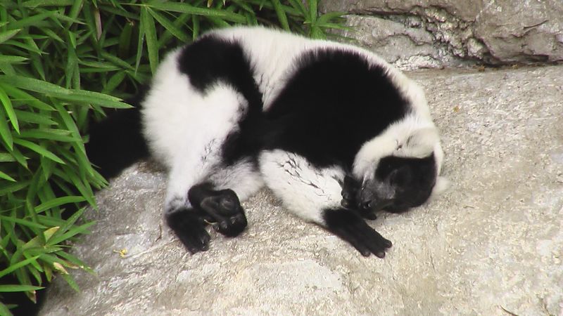 Lemur Resting