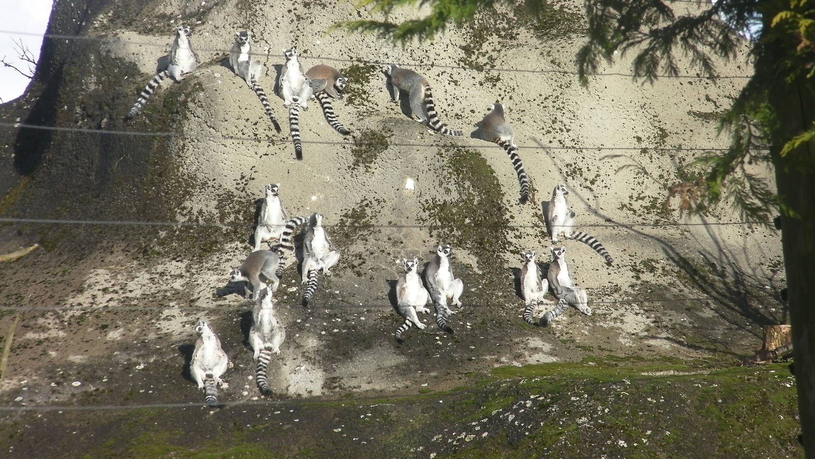 Lemur Rock - 09.02.2013