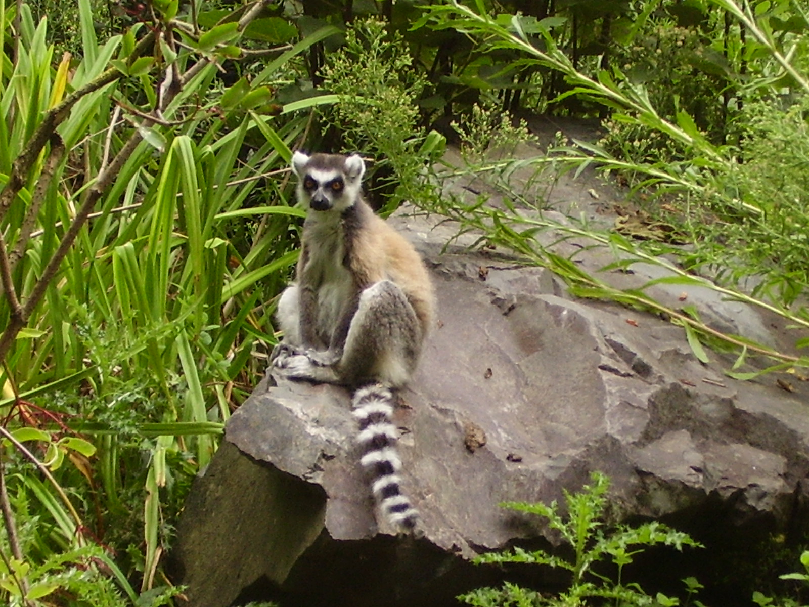 Lemur Rock