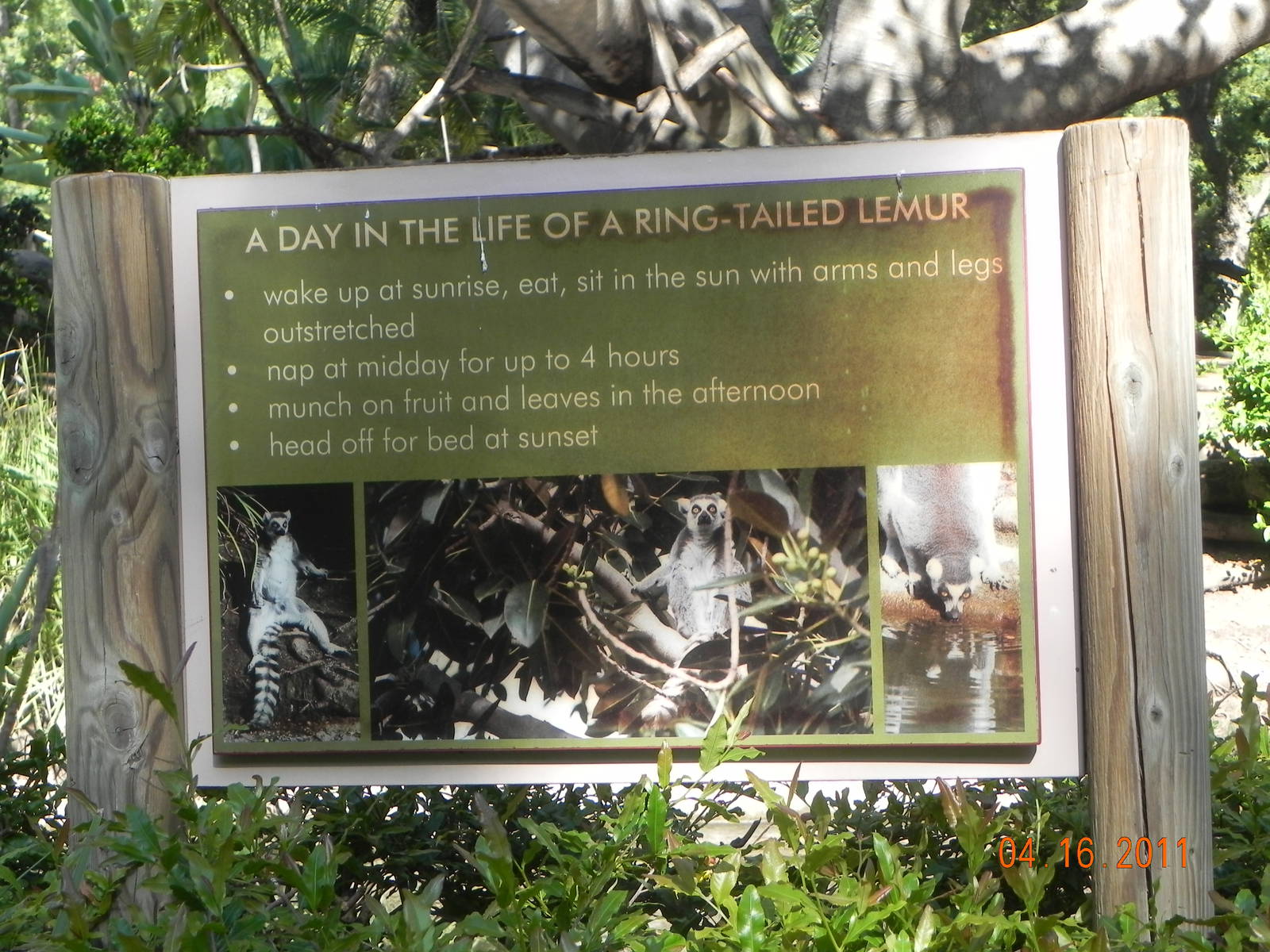 Lemur sign.