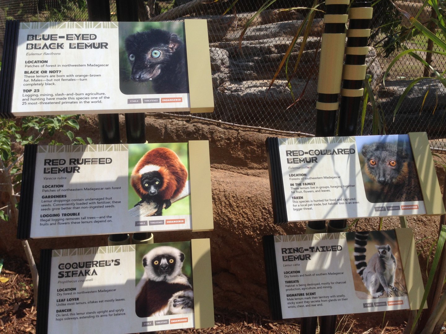 Lemur Signs