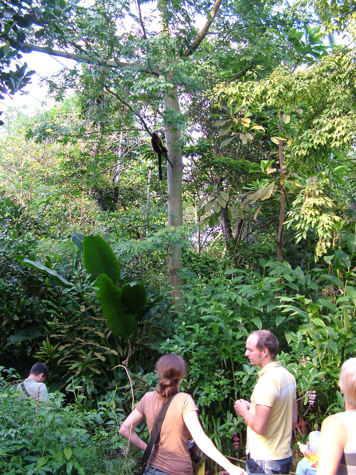 Lemur spotting, Masoala Rainforest at Zurich 31/08/09