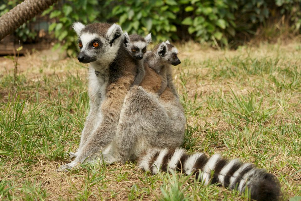 Lemur  twins