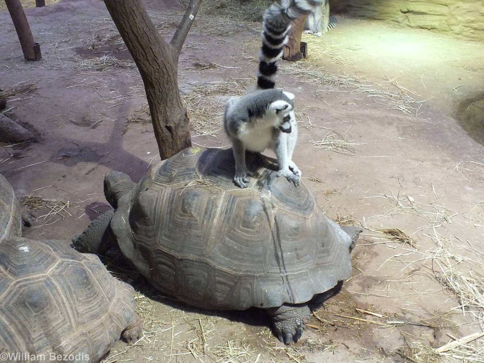 Lemur Urinating on Tortoise