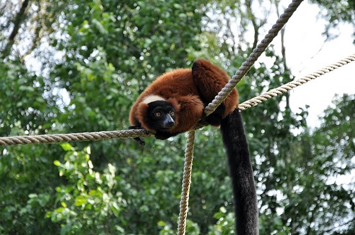 Lemur variegatus rubra ???