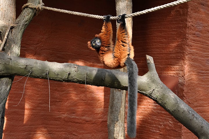 Lemur variegatus rubra ???