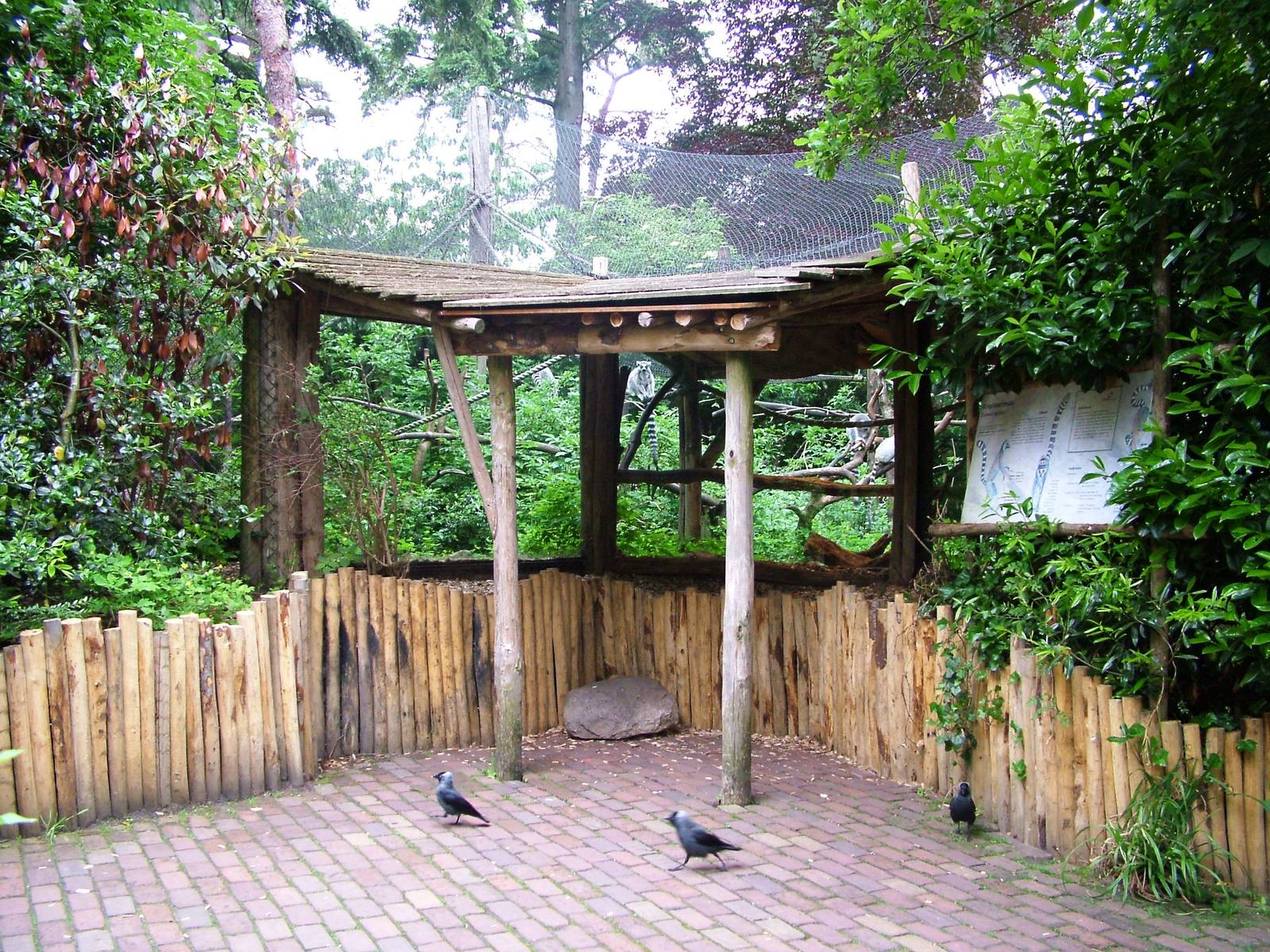 Lemur Viewing at Amersfoort, 01/06/12