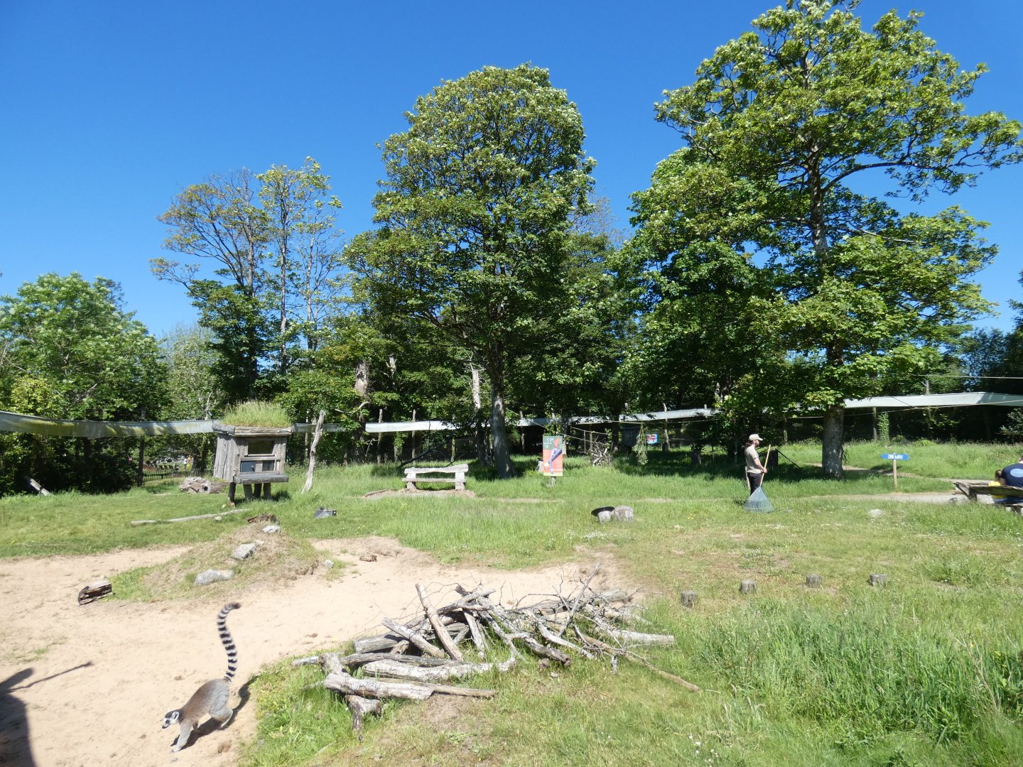 Lemur walk-through (2)