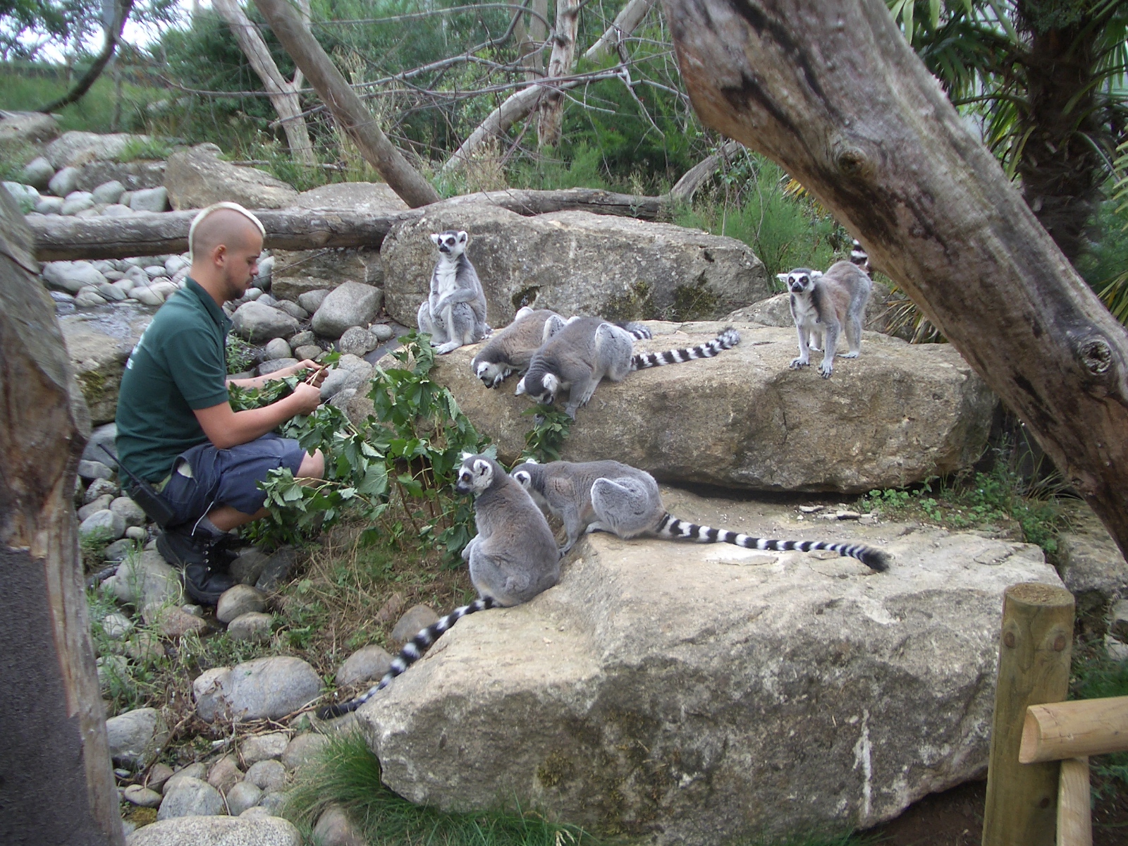 Lemur Walk-Through - 24.07.2010