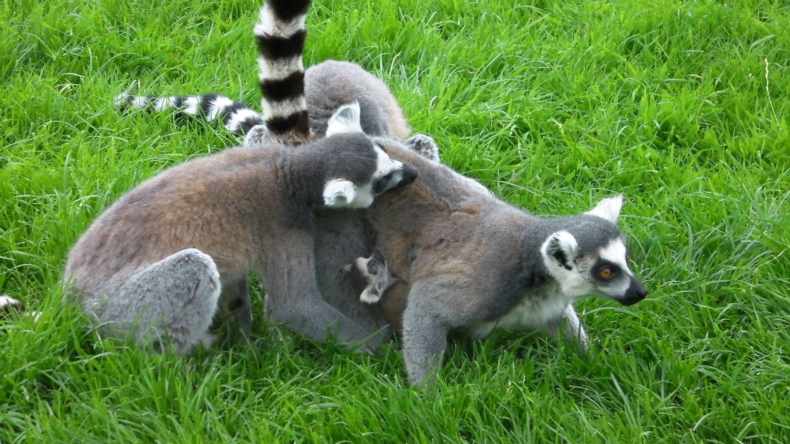 Lemur Walk-through - 29.07.2011