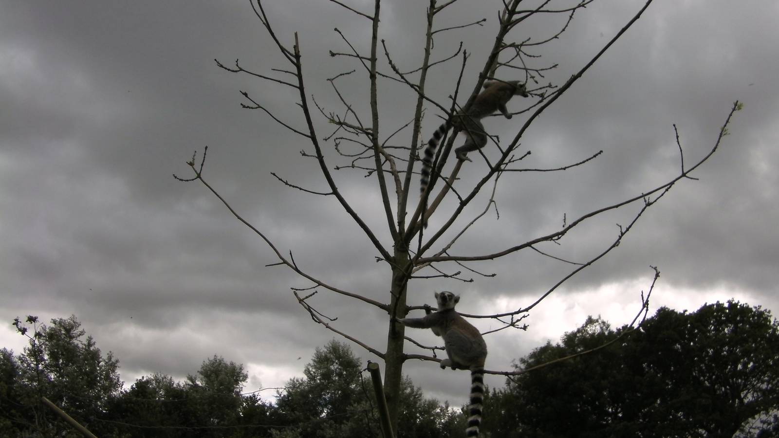 Lemur Walk-through - 29.07.2011