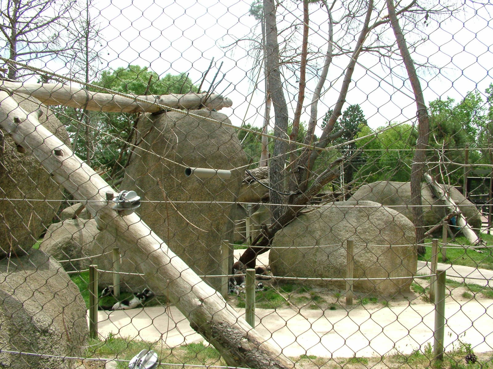 Lemur Walk-through at Madrid Zoo Aquarium, 26/05/11