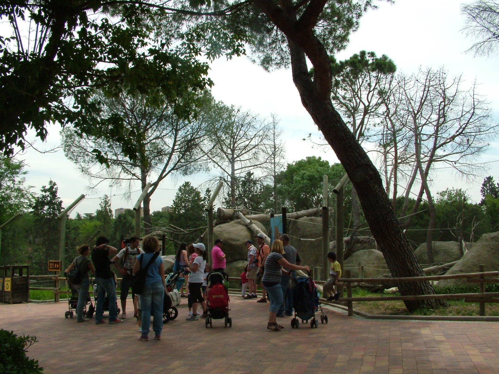 Lemur Walk-through at Madrid Zoo Aquarium, 26/05/11