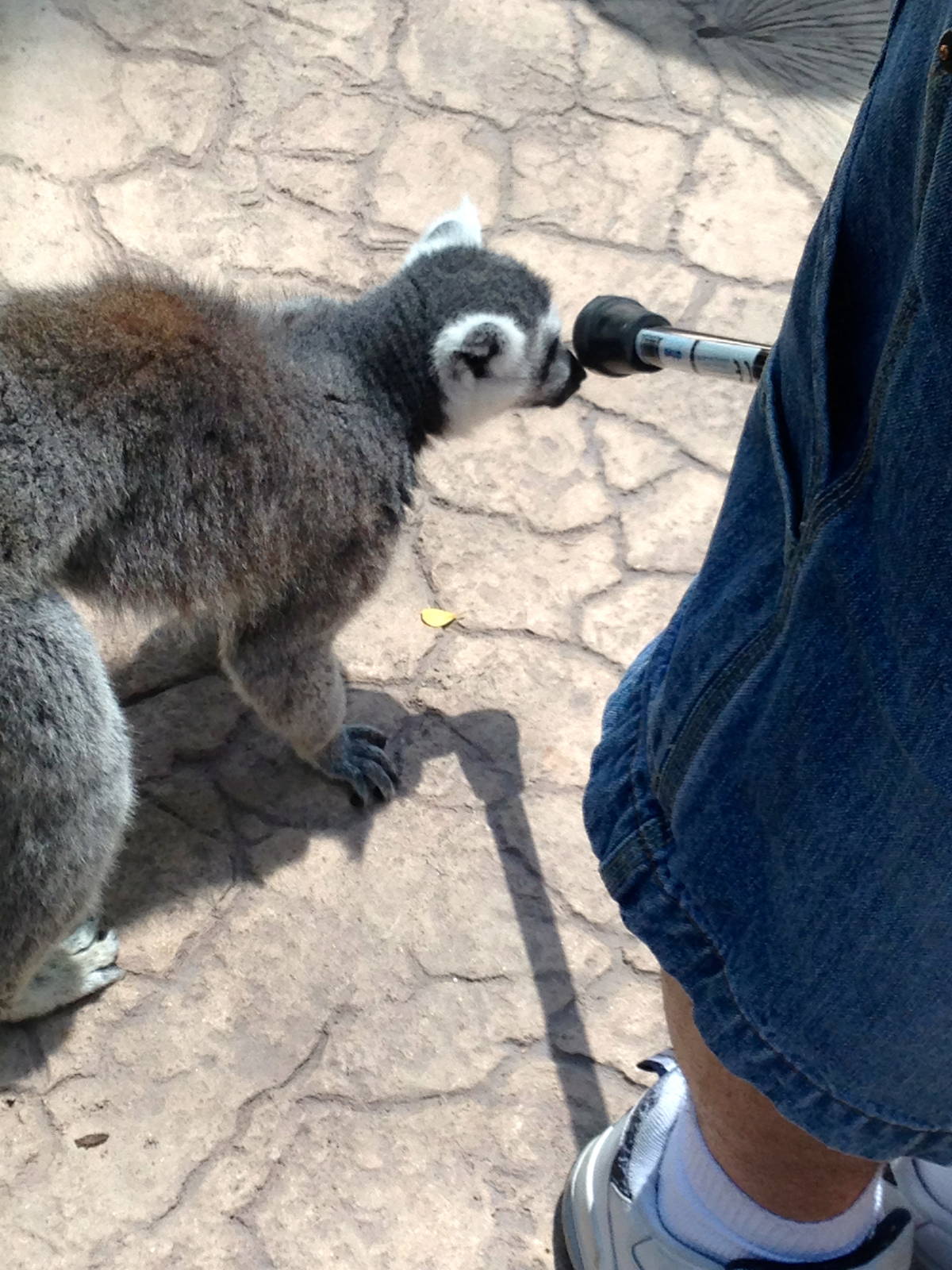 Lemur Walk