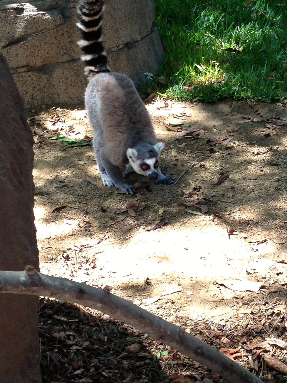 Lemur Walk