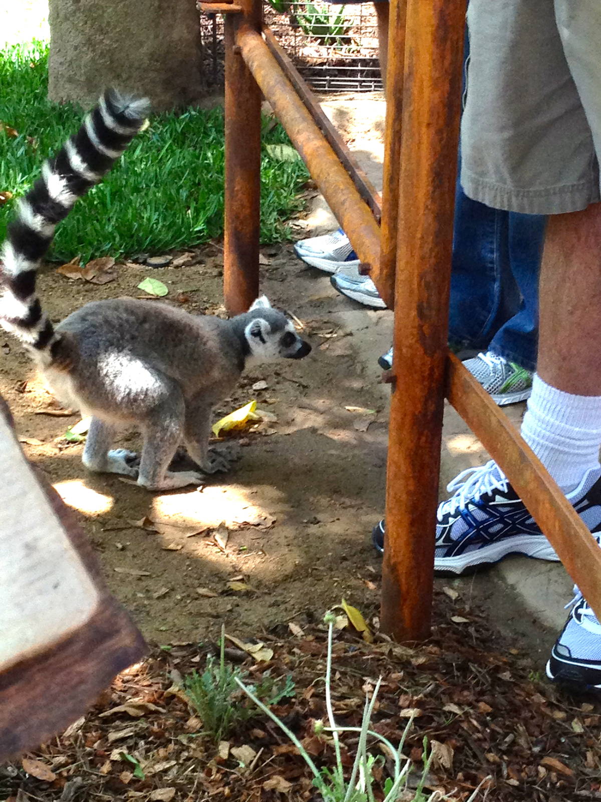 Lemur Walk
