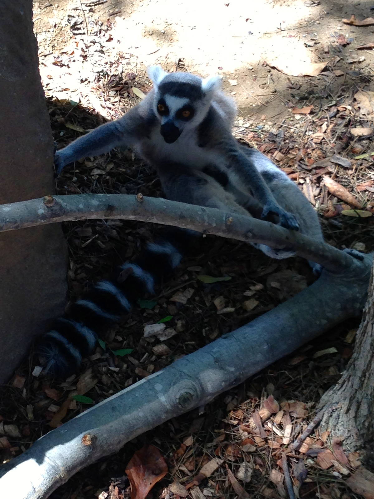 Lemur Walk