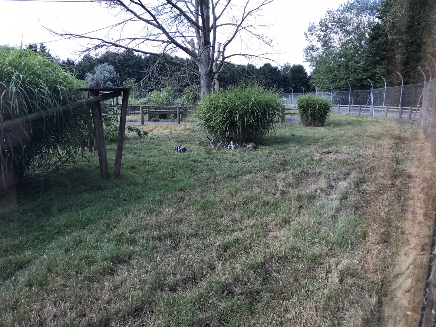 Lemur walkthrough 100818