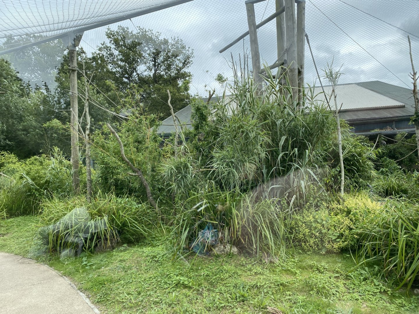 Lemur walkthrough 120821