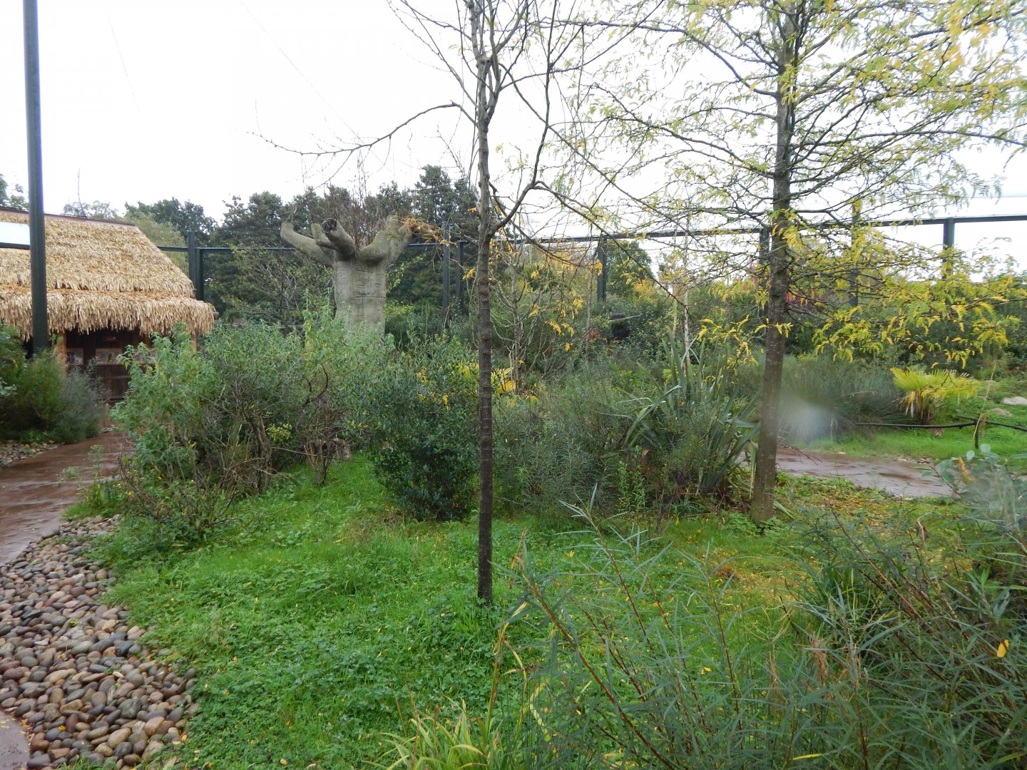 Lemur walkthrough 191021