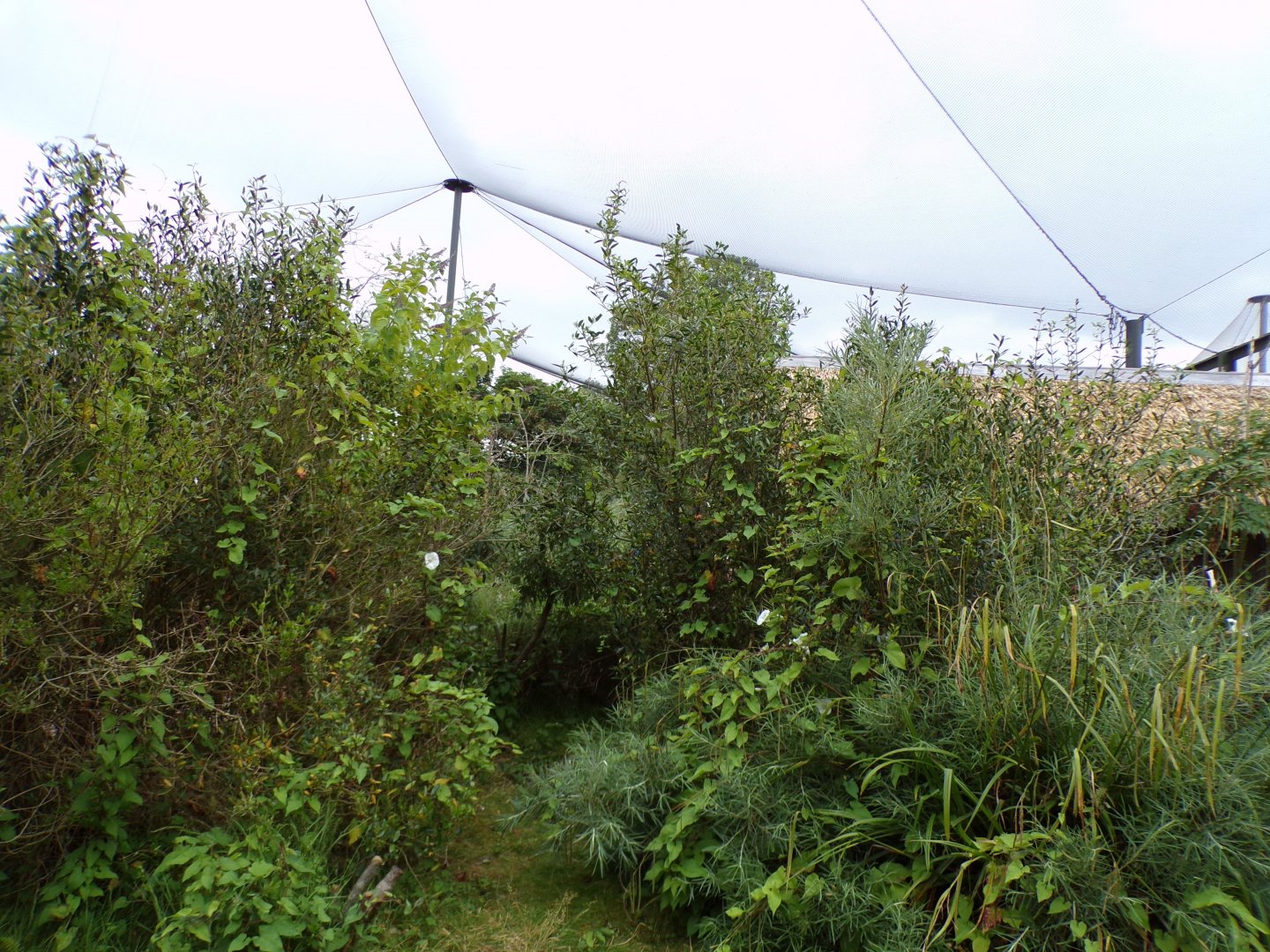 Lemur walkthrough 29.6.24