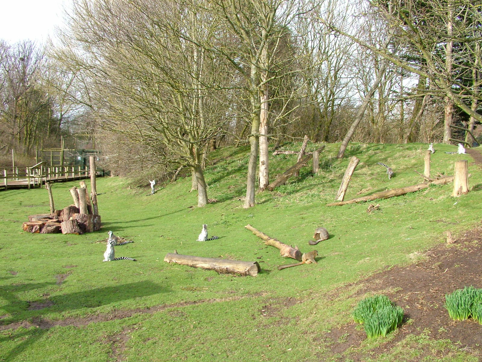 Lemur walkthrough at Blackpool 26/03/10
