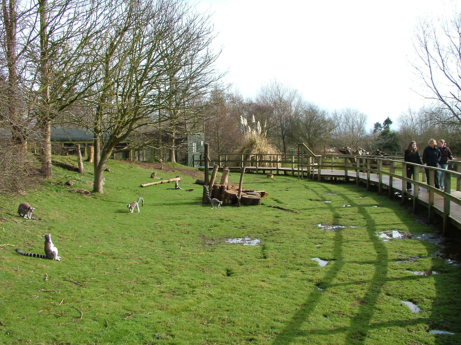 Lemur walkthrough at Blackpool 26/03/10